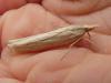 Ancylolomia sp.